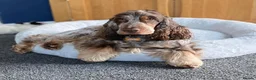 Cocker Spaniel dogs for sale: Beautiful chocolate/tan roan girl - Advert 4