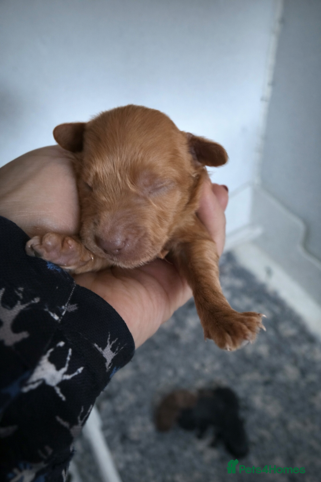 Cockapoo dogs for sale: Stunning Toy Cockapoo pups- health tested - Advert 3