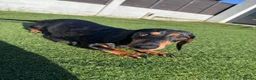 Miniature Dachshund dogs for sale: 2 KC registered miniature dachshund puppies - Advert 13