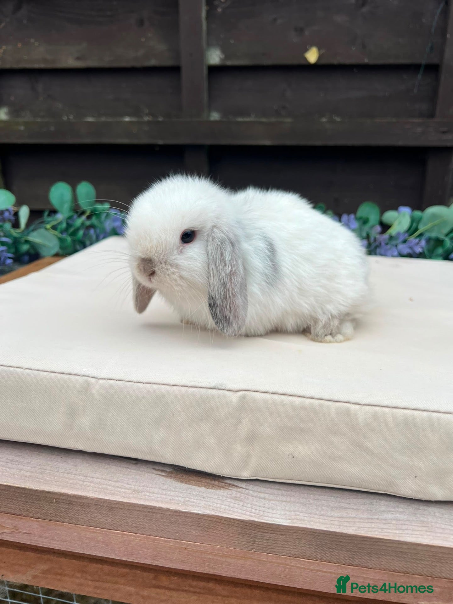 Mini Lop rabbits Pure bred mini lops - Advert 2