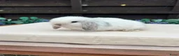 Mini Lop rabbits for sale: Pure bred mini lops - Advert 2