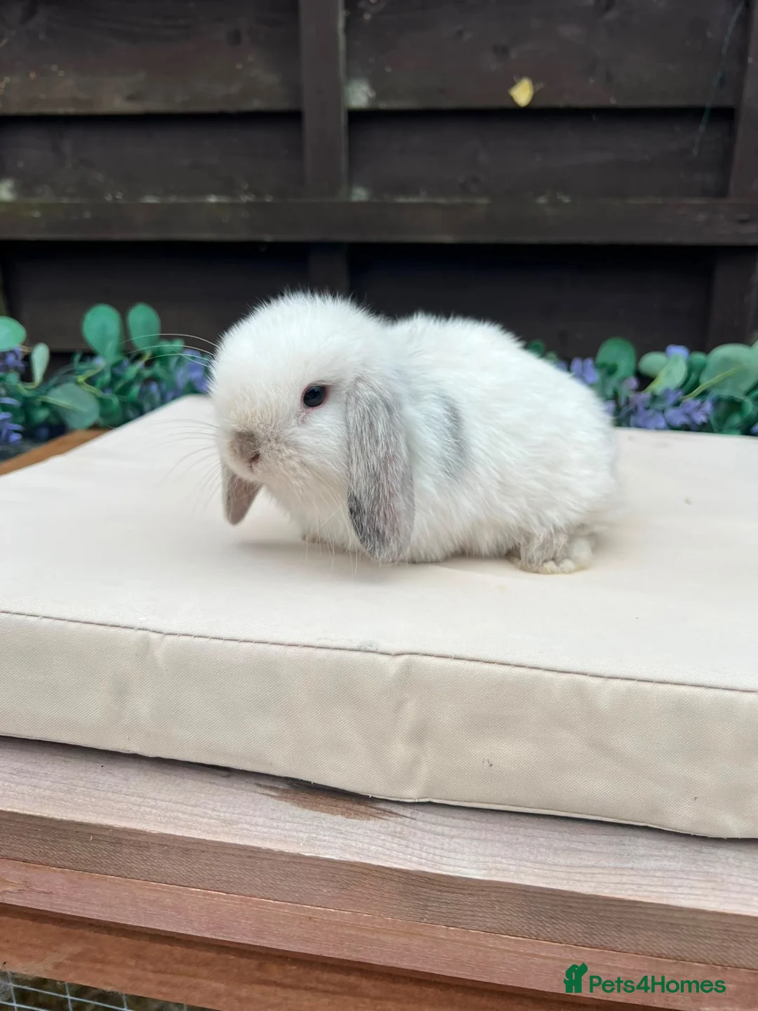 Mini Lop rabbits for sale: Pure bred mini lops - Advert 2