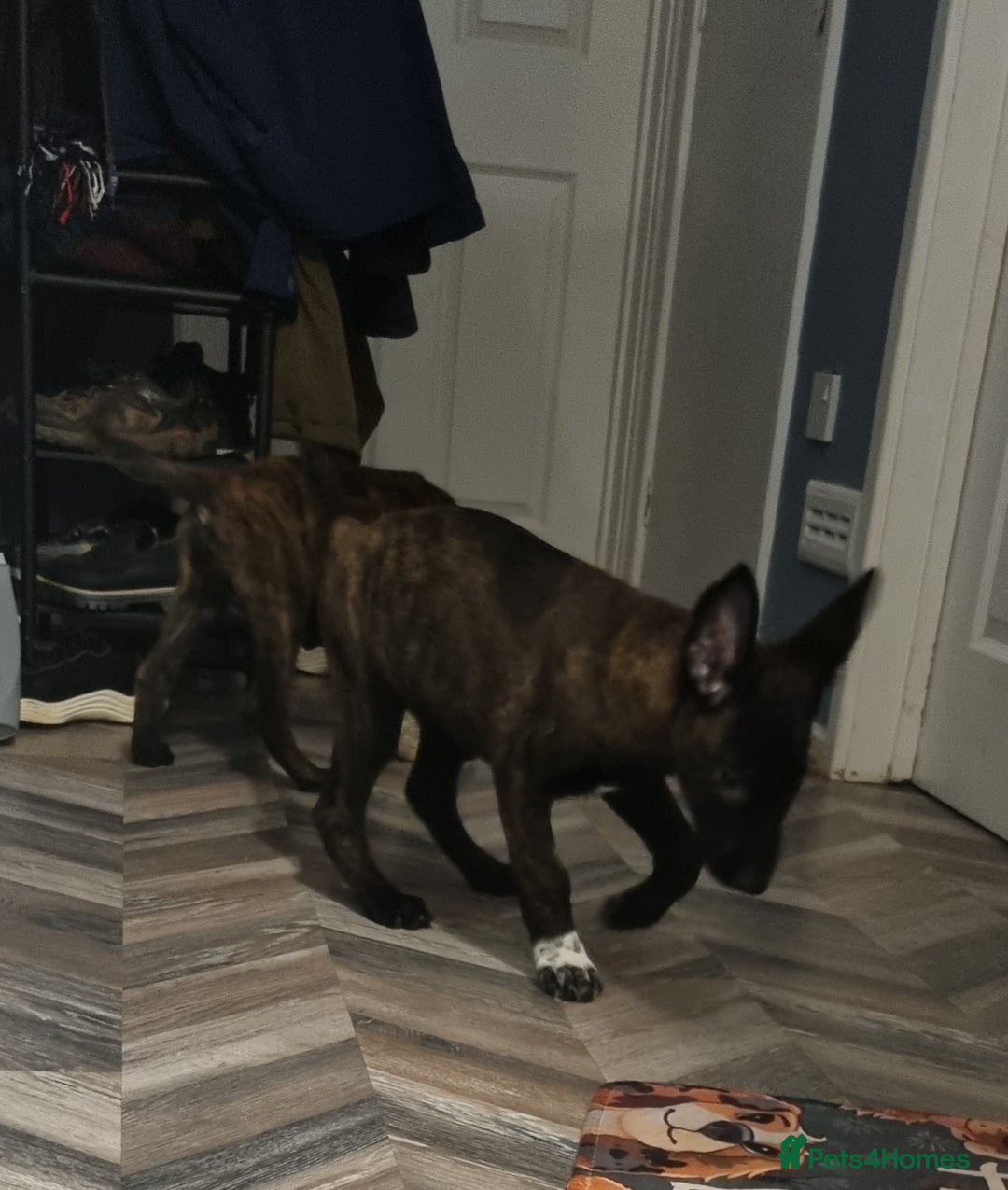 Belgian Shepherd Dog dogs for sale: READY TO GO Mother is Dutch Herder x Malinois  - Advert 40