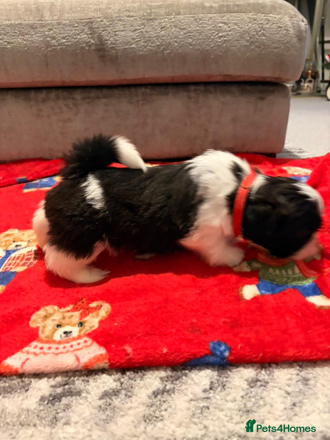 Shih Tzu dogs for sale: Shih Tzu puppies - Advert 4