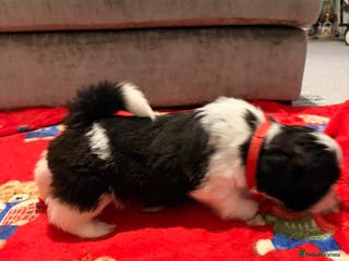 Shih Tzu dogs Shih Tzu puppies - Advert 7