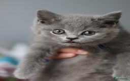 British Shorthair cats for sale: ✨️Outstanding GCCF Grand Chmp Line BSH ❤️ - Image 26