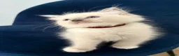 Ragdoll cats for sale: RAGDOLL kittens 3xBOYS, 3xGIRLS - Advert 35