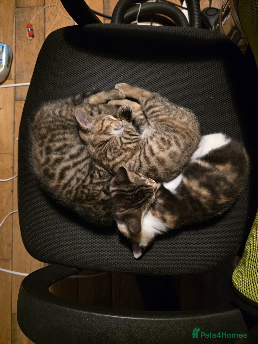 Bengal cats for sale: 3 beautiful part bengal kittens - Advert 1