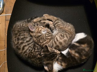 Bengal cats 3 beautiful part bengal kittens - Advert 1