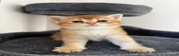 British Shorthair cats for sale: BSH Golden kittens TICA Reg - Advert 13