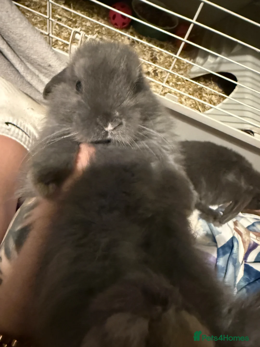Mini Lop rabbits for sale: Mini lop rabbits  - Advert 3
