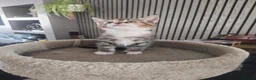 Maine Coon cats for sale: Maine coon - Advert 5
