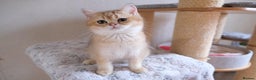 Scottish Fold cats for sale: Scottish fold and straight kittens  - Advert 8
