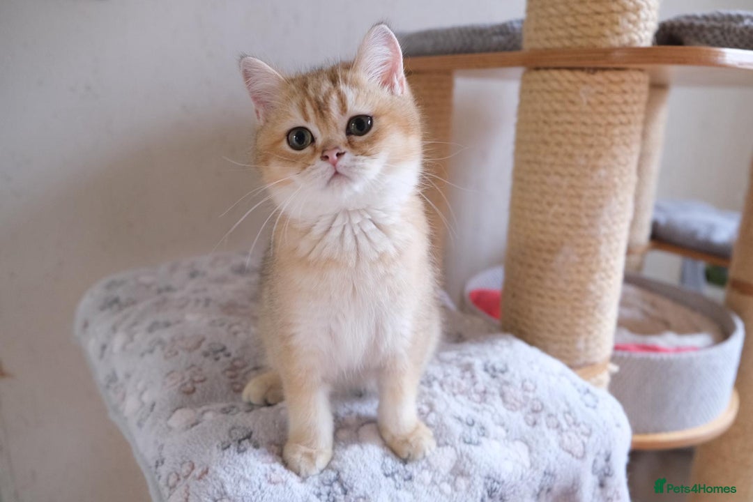 Scottish Fold cats for sale: Scottish fold and straight kittens  - Advert 8