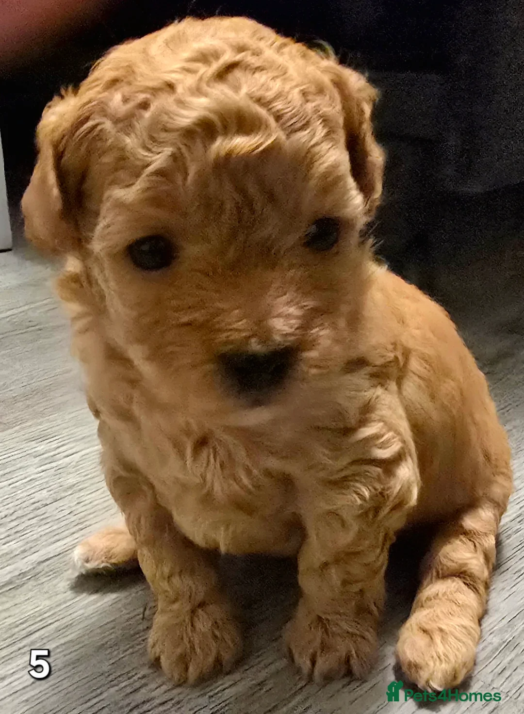 Maltipoo dogs for sale: Loving F2 Maltipoo Puppies Raised at Home 🐾 - Advert 13