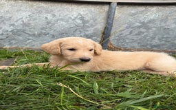 Labradoodle dogs for sale: Health tested chunky and fluffy labradoodles  - Image 29