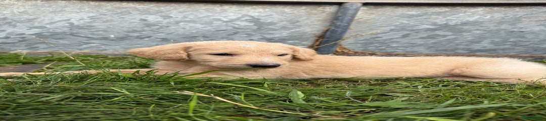 Labradoodle Puppy 7