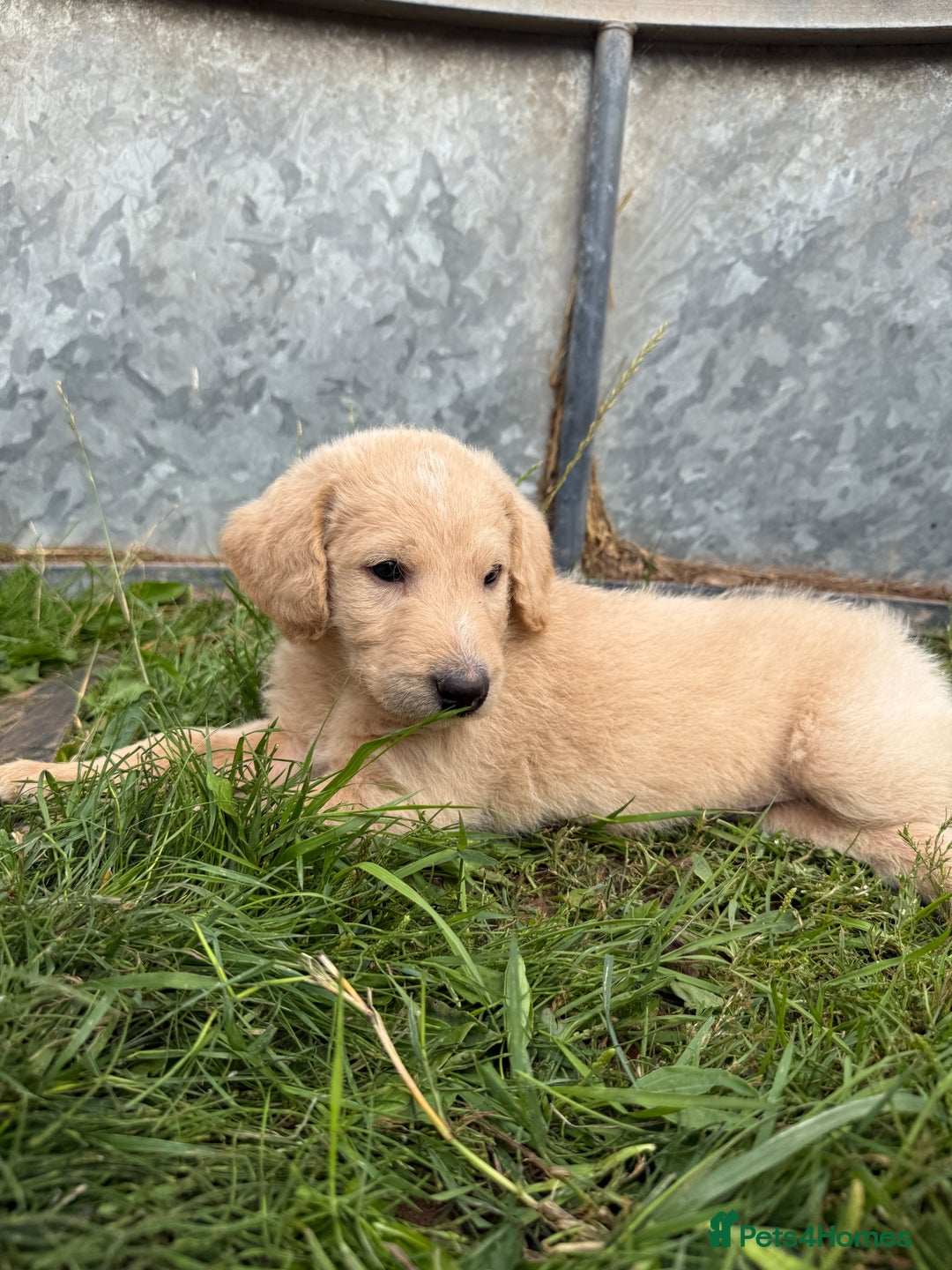 Labradoodle dogs for sale: Health tested chunky and fluffy labradoodles  - Image 29