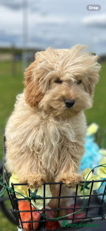 Cockapo Cockapoo puppies for sale | Pets4Homes