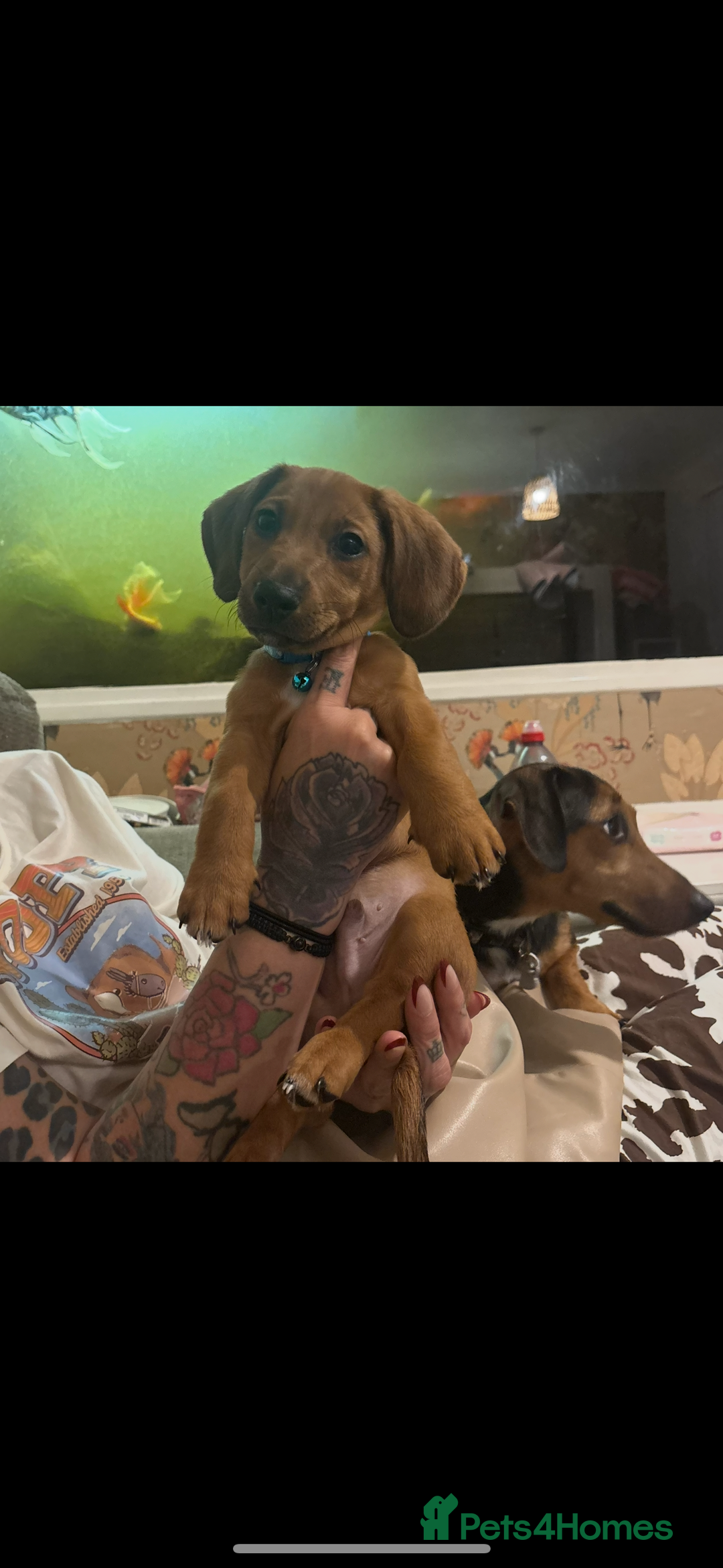 Dachshund dogs for sale: Miniature dachshund cross jack Russell  - Image 5