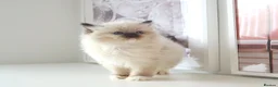 Ragdoll cats for sale: INDOOR GCCF REGISTERED RAGDOLL FEMALE KITTEN - Advert 1