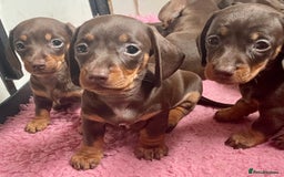 Miniature Dachshund dogs for stud: Mini Smooth Choc/Tan Male Dachshund (Stud Only) - Image 5