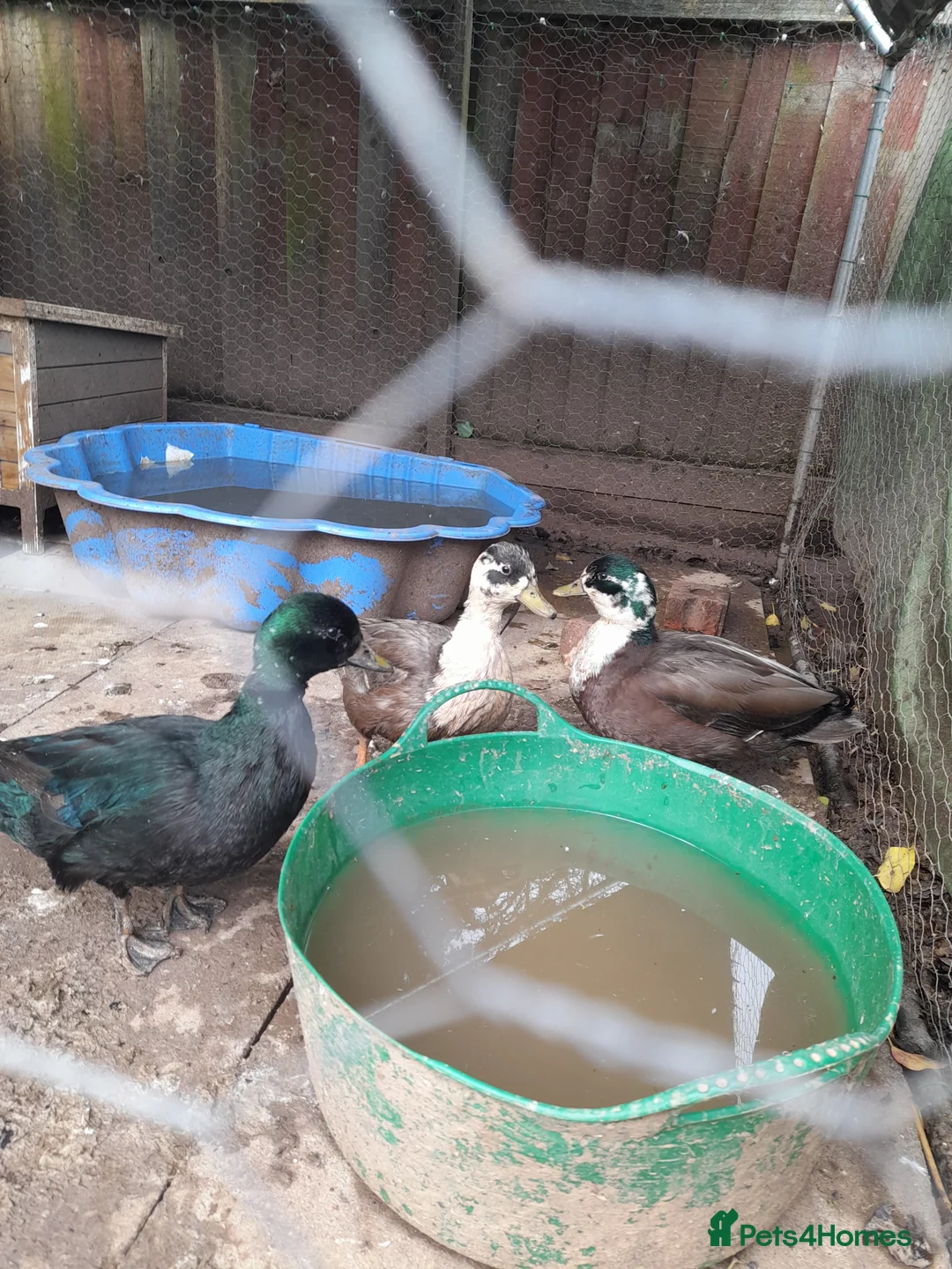 Ducks poultry for sale: 3 male call ducks - Advert 2
