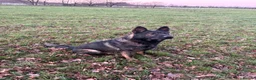 German Shepherd dogs for stud: German shepherd stud fully health tested  - Advert 3