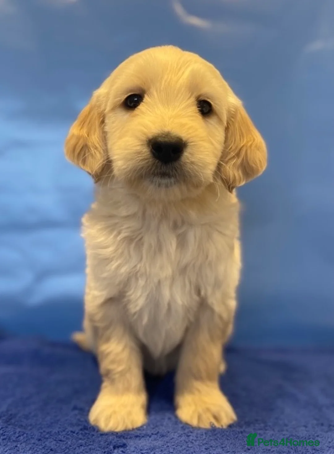 Goldendoodle dogs for sale: F1B Golden doodle pups - Advert 10