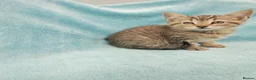 Mixed Breed cats for sale: 8 WEEKS OLD FLUFFY Kittens VIDEOS - Advert 15