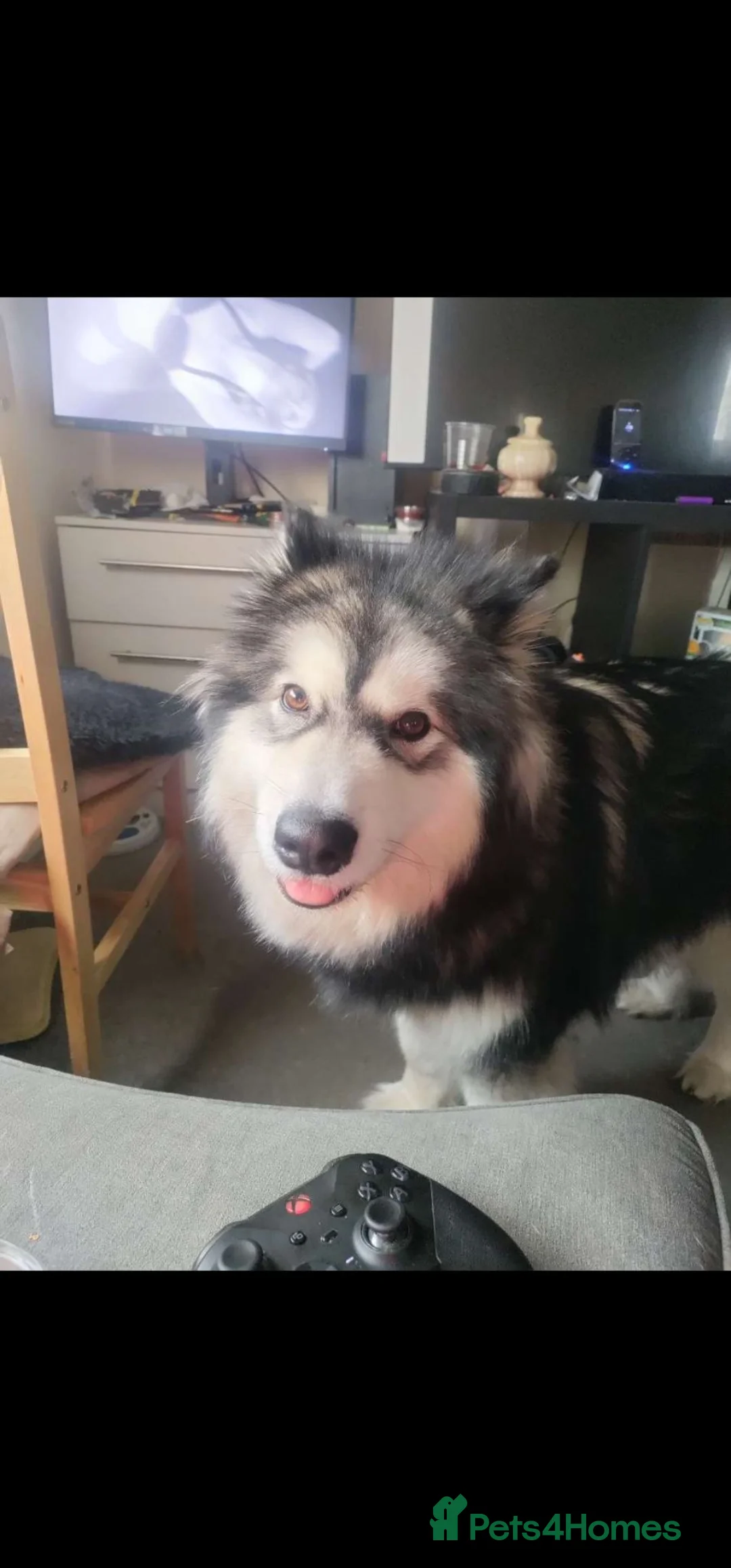 Mixed Breed dogs for sale: Malkita puppies akita x alaskan malamute  in London - Advert 24