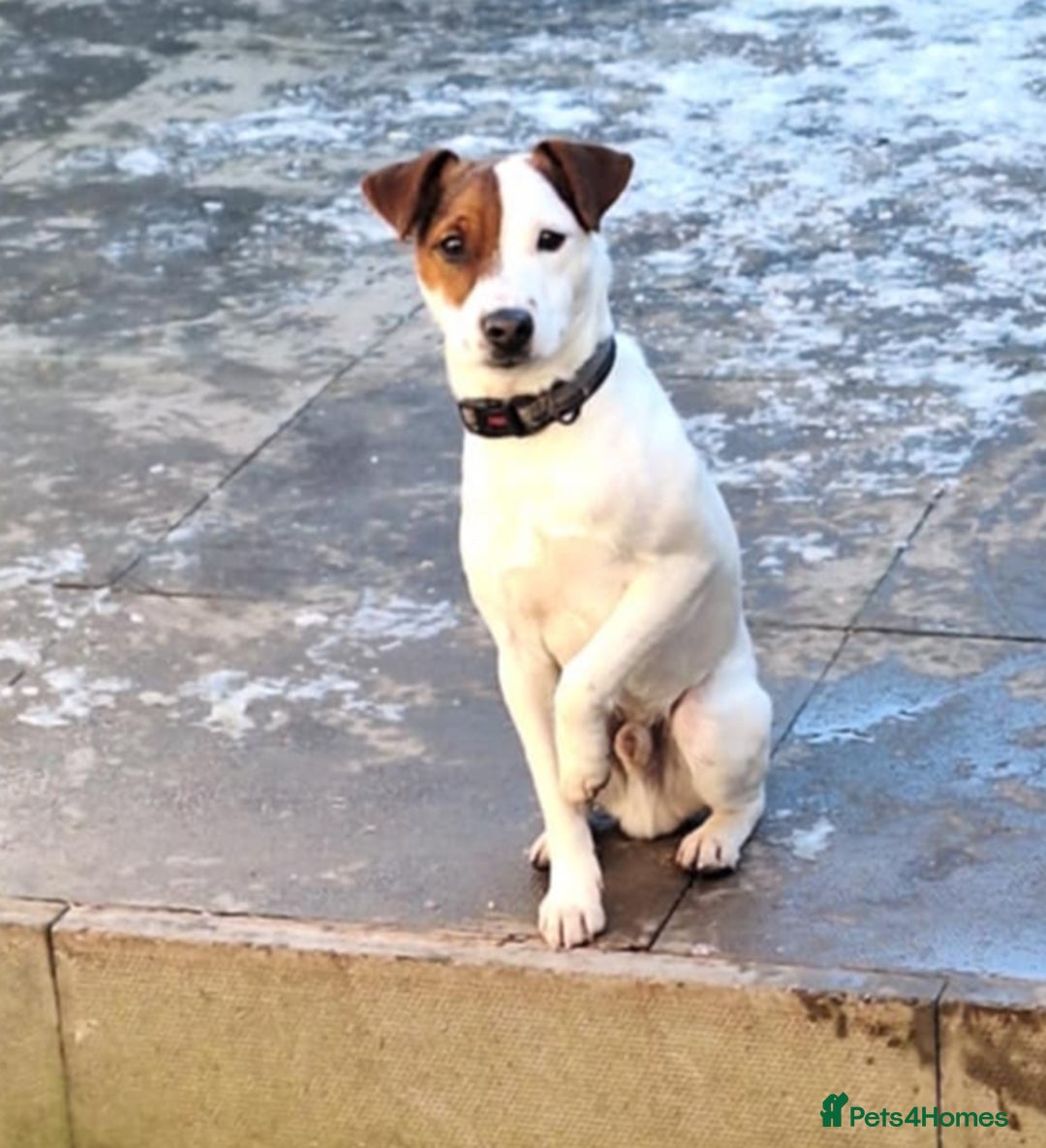 Jack Russell dogs for stud: Stunning Jack Russell Stud - Image 3