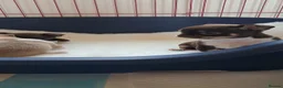 Chihuahua dogs for sale: Chihuahua Puppies  in Norwich - Advert 23