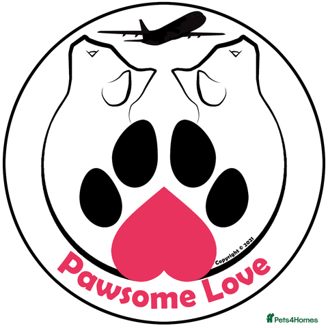 Kitten Cats for adoption | Pets4Homes