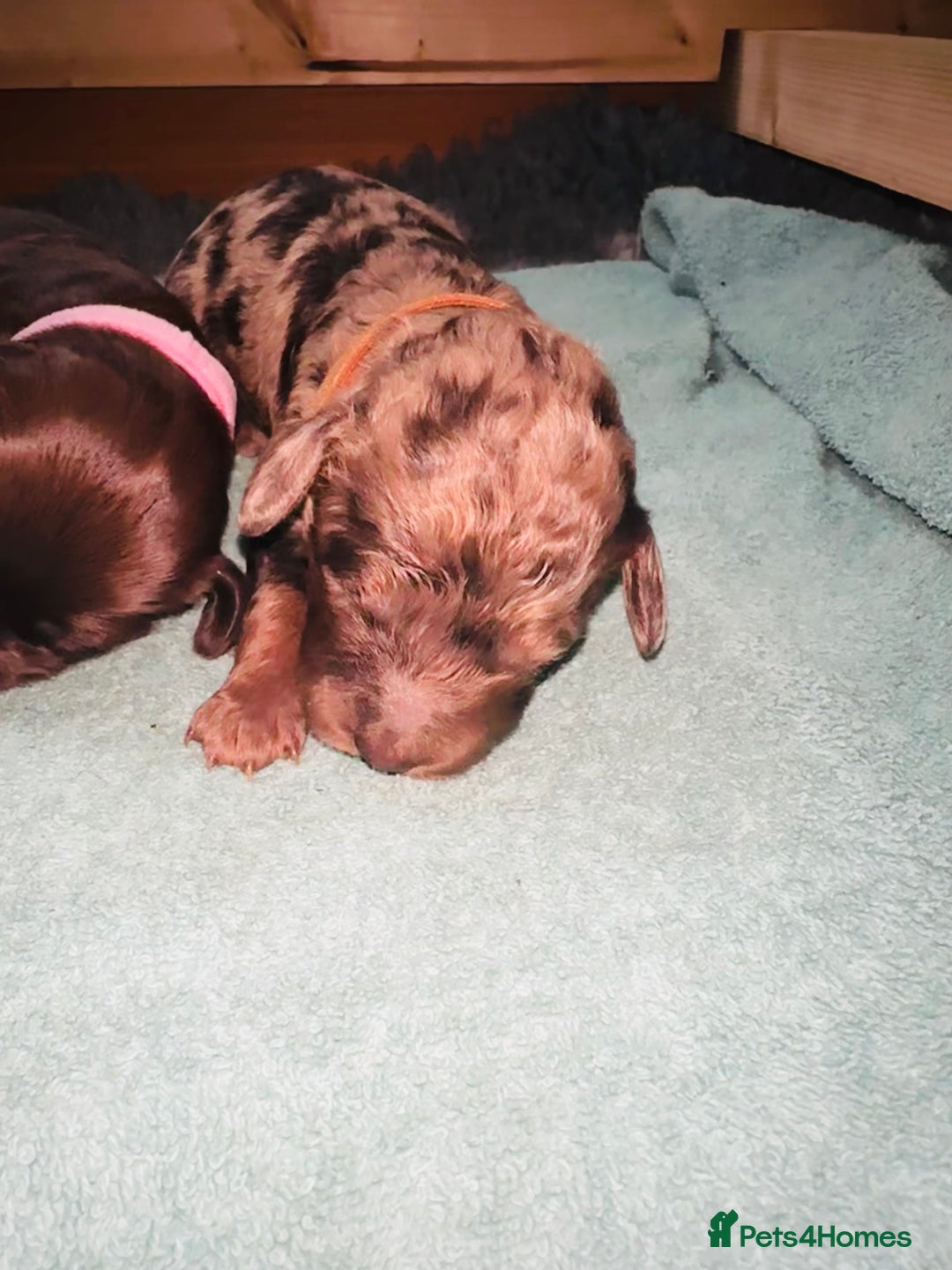 Cockapoo dogs for sale: Merle/ Red and Chocolate brown cockapoo puppies - Advert 17