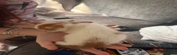 Mixed Breed cats for sale: Stunning white & ginger girl kittens x 3  - Advert 3
