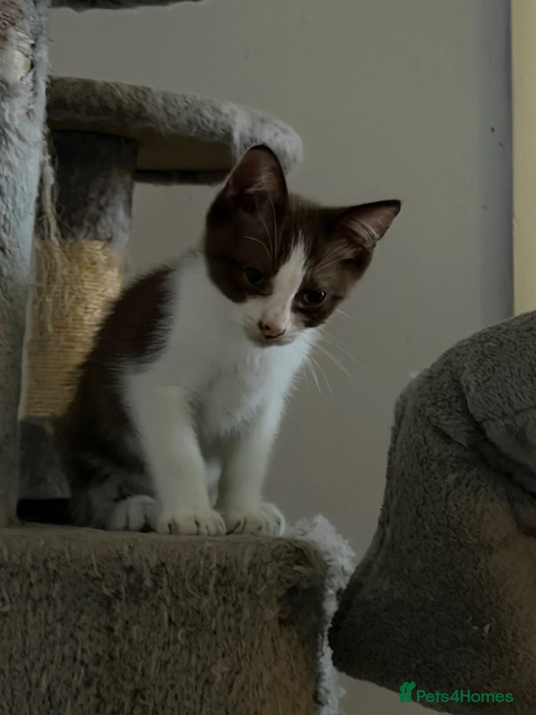 Mixed Breed cats for sale: Ragdoll/sphynx mix kitten  - Advert 2