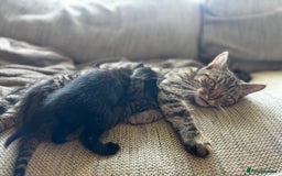 Mixed Breed cats for sale: 5 beautiful kittens  - Image 7