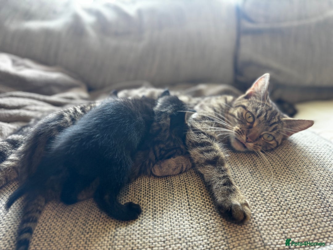 Mixed Breed cats for sale: 5 beautiful kittens  - Image 7