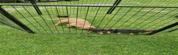 Border Terrier dogs for sale: Handsome border terriers  - Advert 2