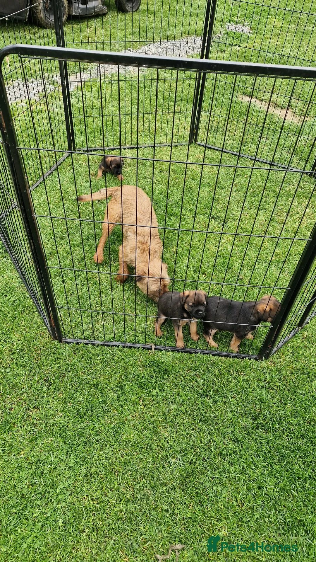 Border Terrier dogs for sale: Handsome border terriers  - Advert 2