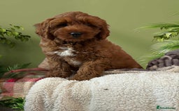Cockapoo dogs for sale: 5* Miniature F1b Cockapoo Puppies - Advert 15