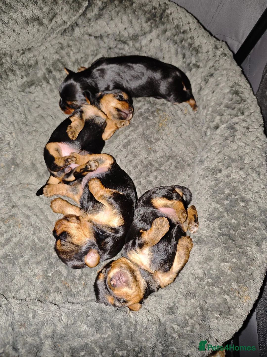 Yorkshire Terrier dogs for sale: Ready to join their new family  in Newtown - Advert 3