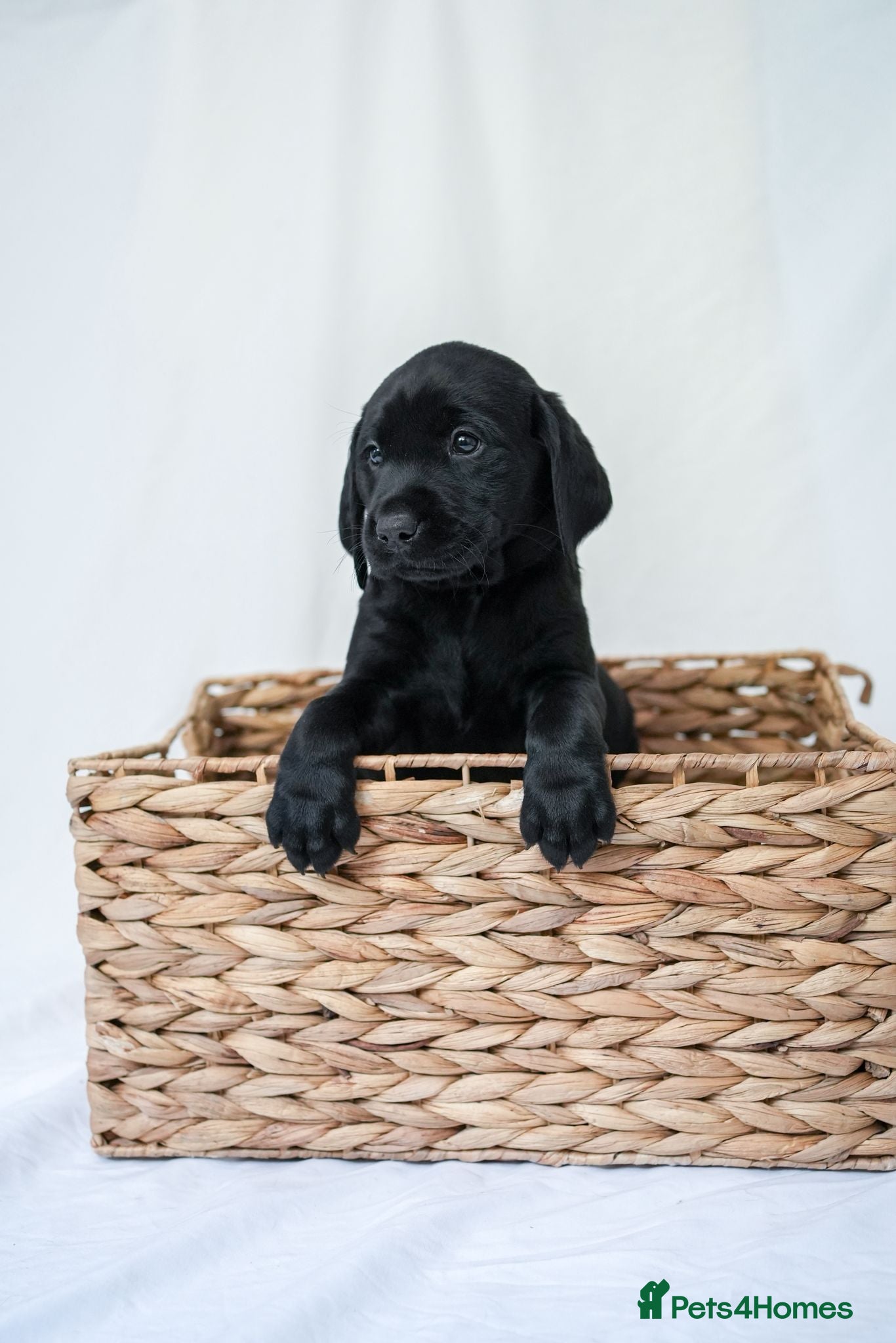 Labrador Retriever dogs KC Labrador Puppies - Licensed Breeder  - Advert 1