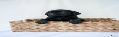 Labrador Retriever Puppy 2