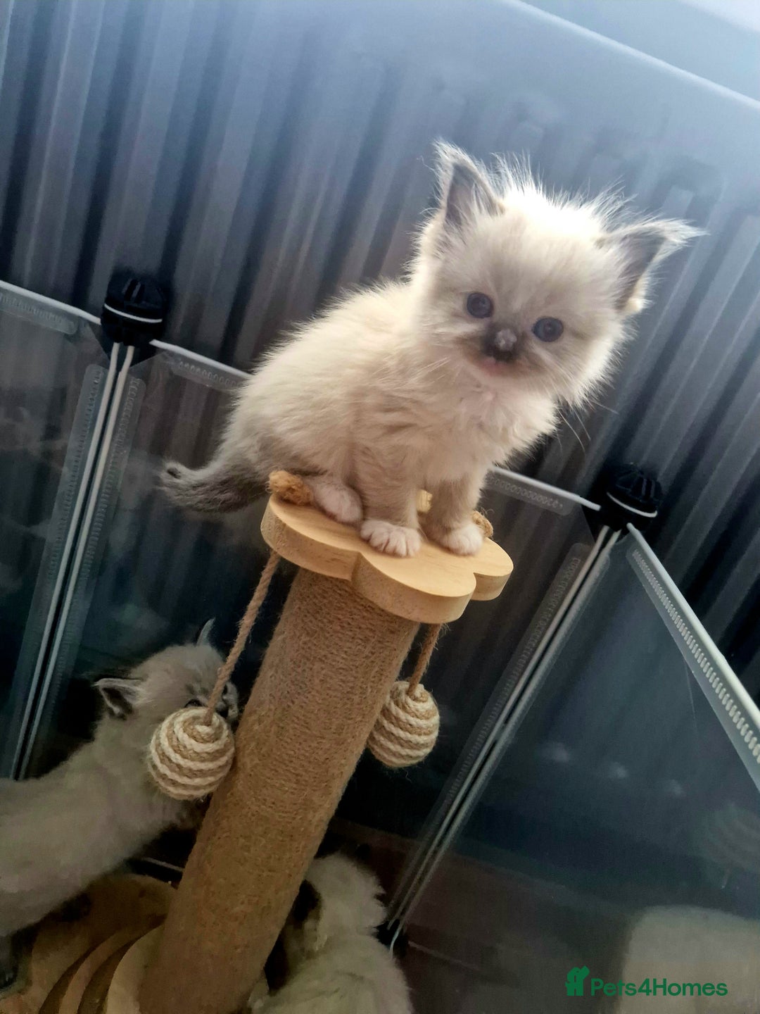 Ragdoll cats for sale: Fluffdoll Ragdoll Kittens 🥰 - Image 12