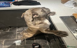 Dorset Olde Tyme Bulldogge dogs for sale: Olde thyme English bulldogge  in Middlesbrough - Image 12