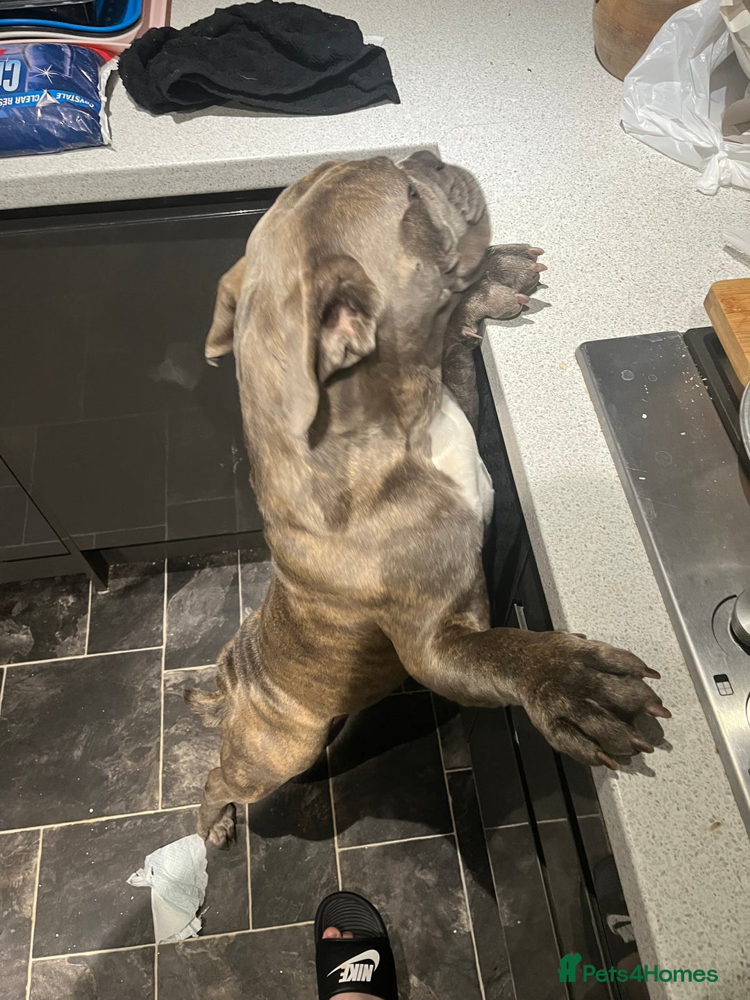 Dorset Olde Tyme Bulldogge dogs for sale: Olde thyme English bulldogge  in Middlesbrough - Image 12