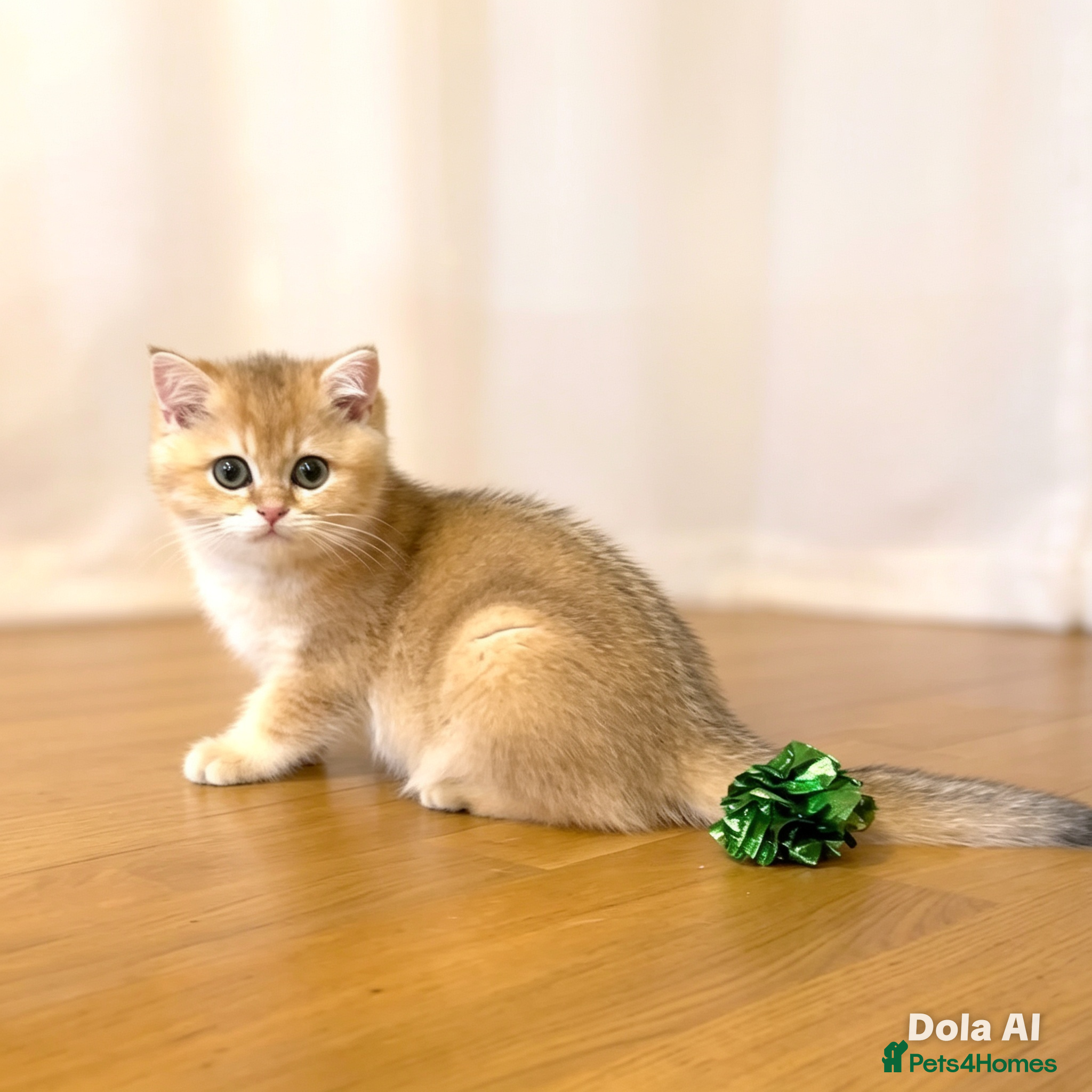 British Shorthair cats 🌟3 Adorable Golden BSH kittens left 🌟 - Advert 17