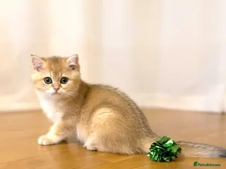 British Shorthair cats 🌟3 Adorable Golden BSH kittens left 🌟 - Advert 17